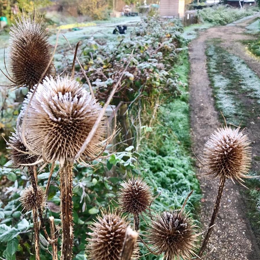 Melford Allotment Shed-Vintage Lodge Suffolk ロング・メルフォード エクステリア 写真