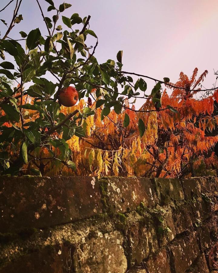 Melford Allotment Shed-Vintage Lodge Suffolk ロング・メルフォード エクステリア 写真